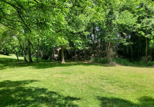 A lush green park with tall trees and a grassy area, creating a serene natural landscape.