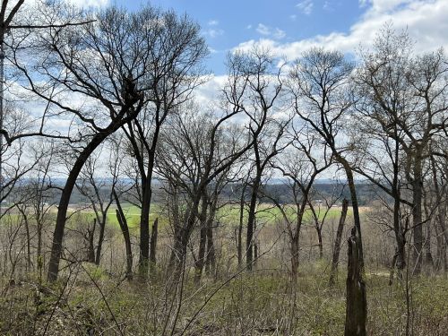 A view of bare trees against a cloudy sky, overlooking a green field in the distance.