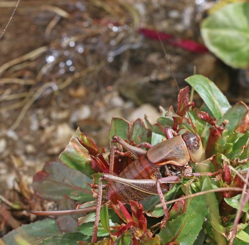 A close-up of a brown cricket perched on green leaves, with blurred background elements.