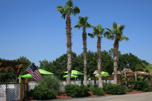 A sunny outdoor scene featuring tall palm trees, green umbrellas, and an American flag near a wooden structure.