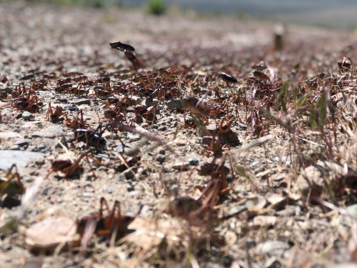 A close-up view of a rocky ground covered with numerous crickets and sparse vegetation.