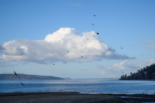 A serene coastal scene with a blue sky, fluffy clouds, and birds flying over calm waters.