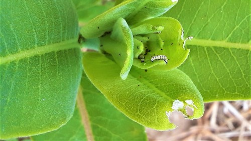 A close-up of green leaves with a small caterpillar nestled among them, showing some leaf damage.