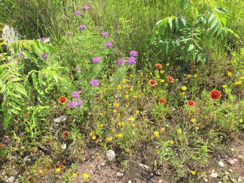A vibrant mix of wildflowers in various colors, surrounded by green grass and foliage.