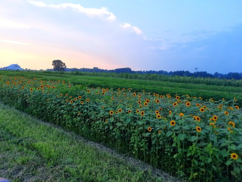 A vibrant field of sunflowers stretches across green farmland under a colorful sunset sky.