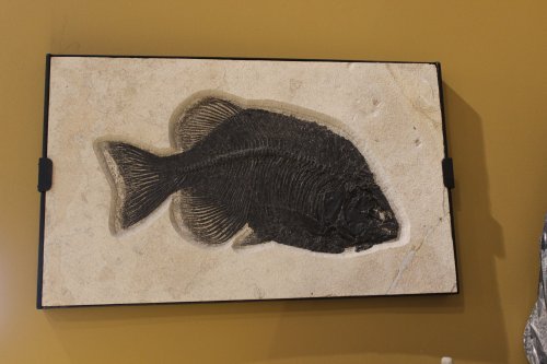 Fossilized fish displayed on a stone plaque against a brown wall.