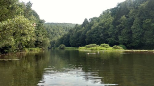 A serene river surrounded by lush green trees and gentle hills, with ducks swimming peacefully on the water.