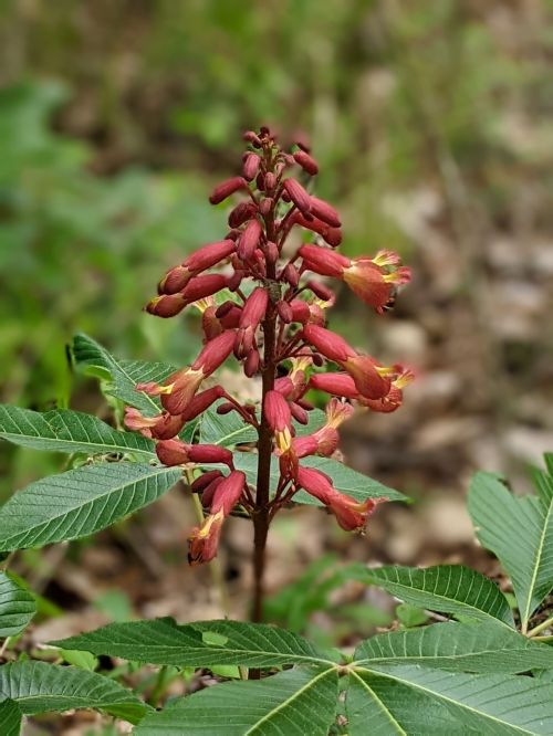 A tall flower spike with red tubular blooms and green leaves, set against a blurred natural background.