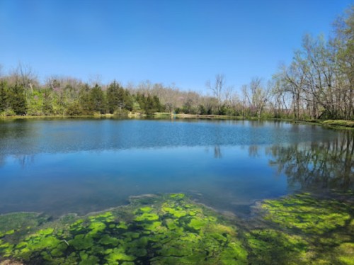 A serene lake surrounded by trees, with clear blue water and green algae along the shore under a bright blue sky.