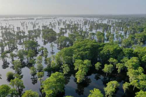 Aerial view of a flooded forest with dense green trees reflecting in the water under a clear sky.