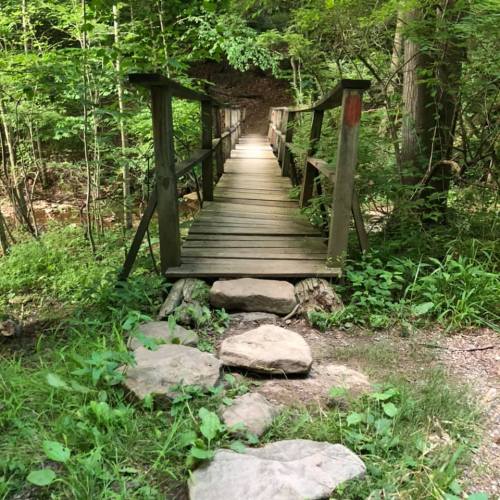 A wooden bridge leads through a lush green forest, surrounded by trees and stones along the path.