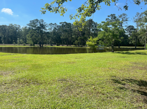 A serene park scene featuring a lush green lawn, a calm pond, and trees under a clear blue sky.
