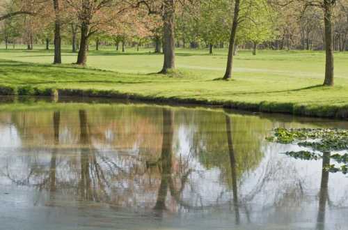 A serene park scene with trees reflecting in a calm pond surrounded by lush green grass.