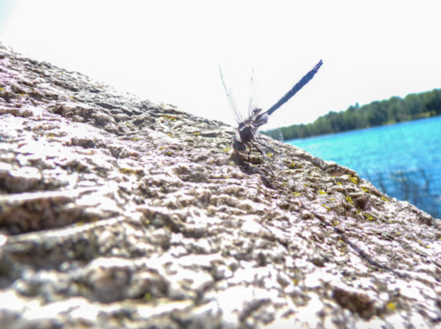 A dragonfly perched on a textured rock by a bright blue lake, with trees in the background under a clear sky.