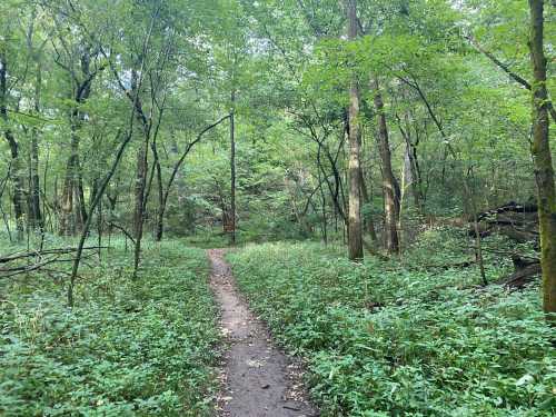 A narrow dirt path winds through a lush green forest filled with trees and dense undergrowth.