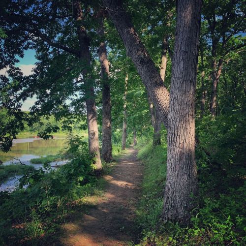 A serene forest path lined with tall trees, leading alongside a calm body of water under a clear blue sky.