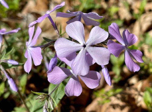 A close-up of delicate purple flowers with five petals, surrounded by green leaves and brown foliage.