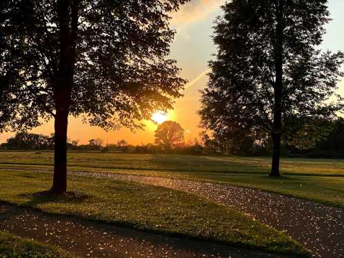 A serene sunset over a grassy field, framed by trees, with a winding path and scattered petals on the ground.