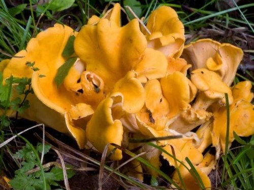 A cluster of bright yellow chanterelle mushrooms nestled among green grass and foliage.