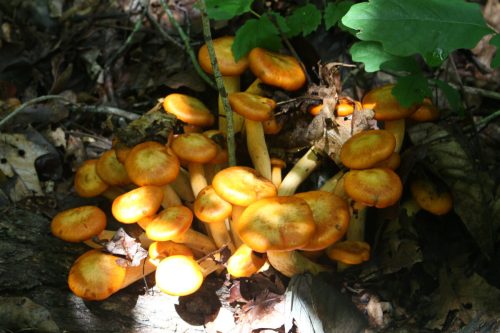 A cluster of bright orange mushrooms growing among leaves and twigs in a forest setting.