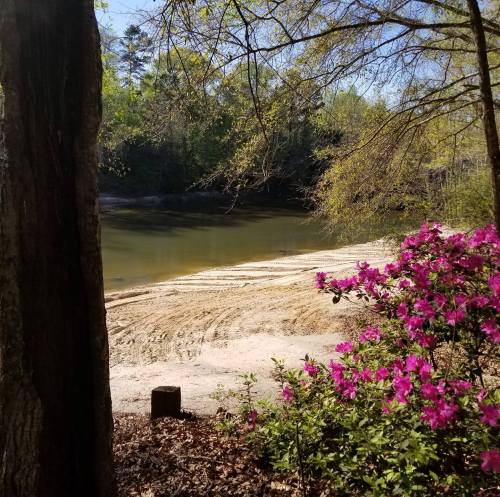 A serene lakeside view with sandy shore and blooming pink azaleas, surrounded by lush green trees under a clear blue sky.