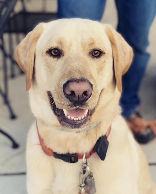 A friendly yellow Labrador retriever with a big smile, sitting outdoors near a person in blue jeans.