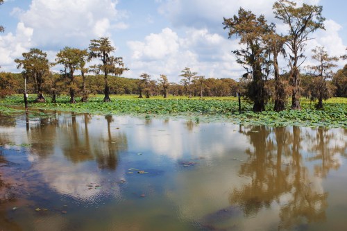 A serene wetland scene with cypress trees, lily pads, and reflections on calm water under a partly cloudy sky.