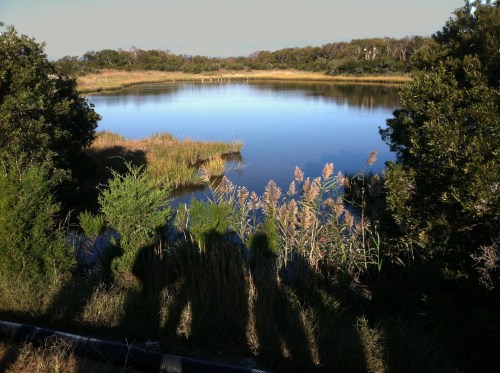 A serene pond surrounded by tall grasses and trees, reflecting the clear sky and distant landscape.