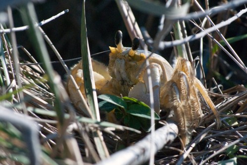 A close-up of a yellow crab among grass and twigs, with its eyes prominently visible above the foliage.