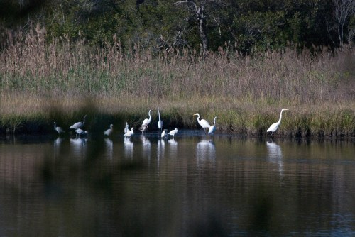 A group of white herons and egrets wading in a calm waterway surrounded by tall grasses and trees.