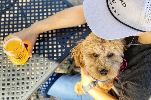 A person in a cap sits at a table with a drink, holding a fluffy dog on their lap, enjoying a sunny day.