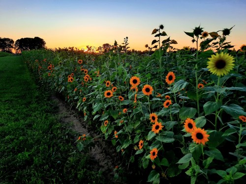 A vibrant field of sunflowers at sunset, with bright orange blooms against a colorful sky.