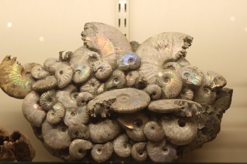 A cluster of iridescent ammonite fossils displayed in a museum setting.