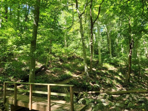A wooden bridge crosses a rocky area in a lush green forest with tall trees and dappled sunlight.