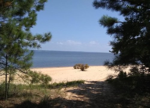 A serene beach view framed by pine trees, with calm water and a clear blue sky in the background.