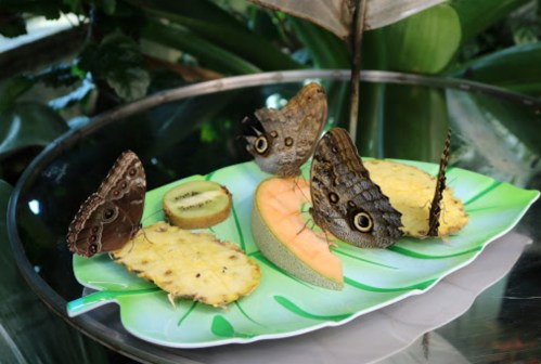 Butterflies perched on a colorful plate with slices of pineapple, kiwi, and cantaloupe in a lush green setting.