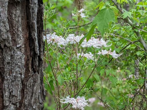 A close-up of delicate white flowers blooming among green leaves, with a textured tree trunk in the foreground.