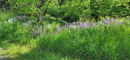 A lush green area with vibrant wildflowers in shades of purple and white, near a calm water body.