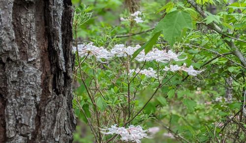 A close-up of delicate white flowers blooming among green leaves, with a textured tree trunk in the foreground.