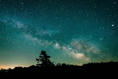 A starry night sky featuring the Milky Way, with silhouettes of trees in the foreground.