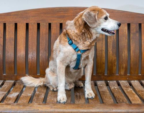 A golden-brown dog with a harness sits on a wooden bench, looking to the side.