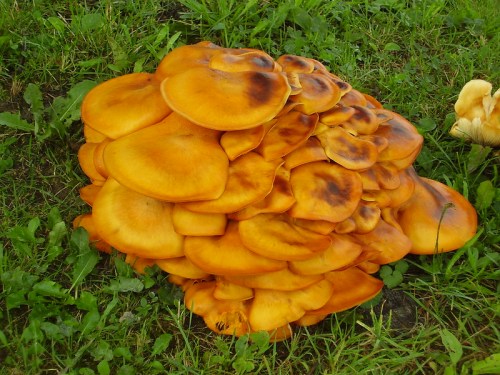 A cluster of vibrant orange mushrooms growing on green grass.