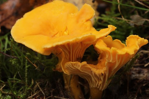 Bright yellow chanterelle mushrooms growing among green moss and foliage.