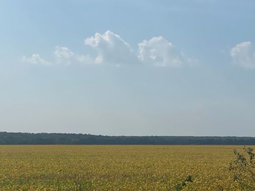 A vast field of yellow flowers under a blue sky with fluffy white clouds and a distant tree line.