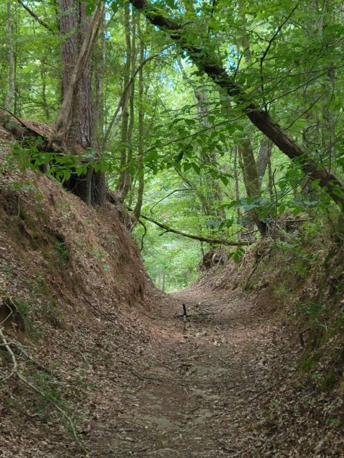 A narrow, winding trail through a lush green forest, flanked by trees and overgrown vegetation.