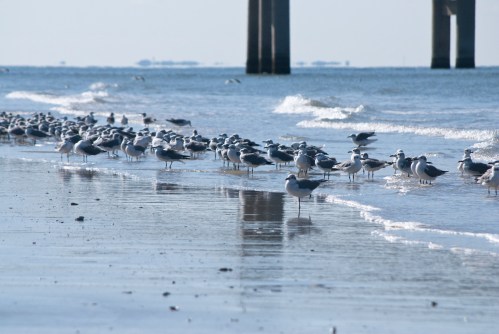 A flock of seagulls stands on a sandy beach near the water, with a pier visible in the background.