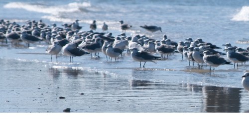 A flock of seagulls standing on a beach near the water, with gentle waves in the background.