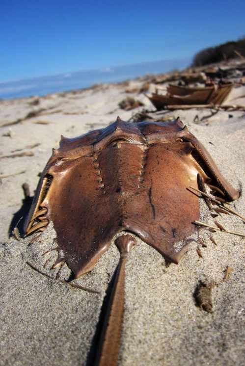 A horseshoe crab resting on sandy beach, with a clear blue sky in the background.
