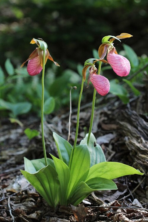 Three pink lady's slipper orchids bloom among green foliage and brown earth.