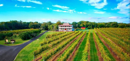 Aerial view of a vineyard with rows of grapevines and a large house under a blue sky with scattered clouds.